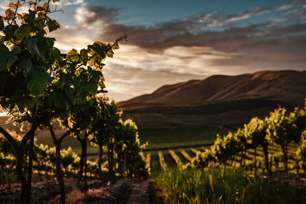 vineyard outdoors